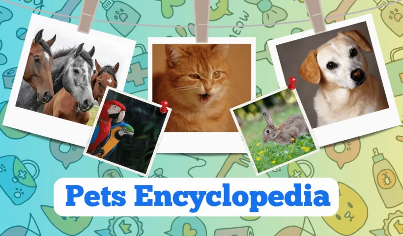 Pets Encyclopedia | Pets Types, History & Facts